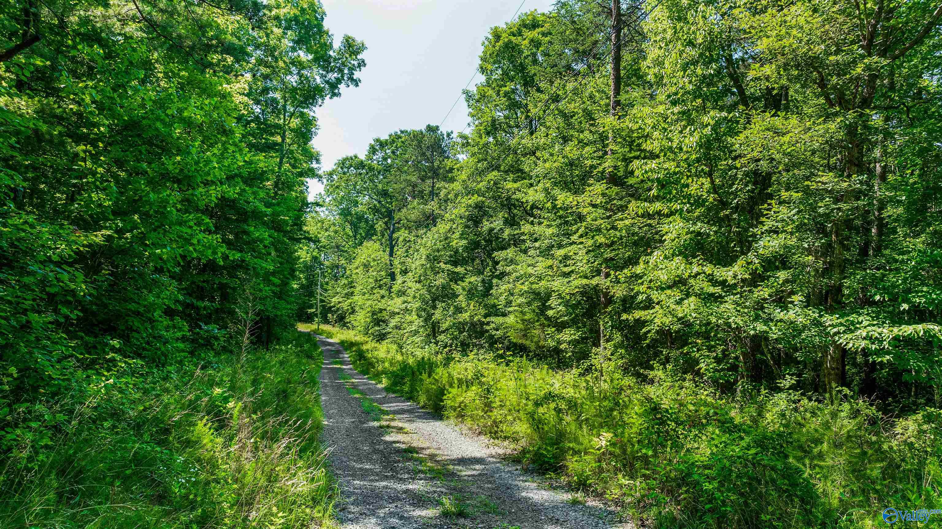 23ACRES County Road 633, Mentone, Alabama image 4