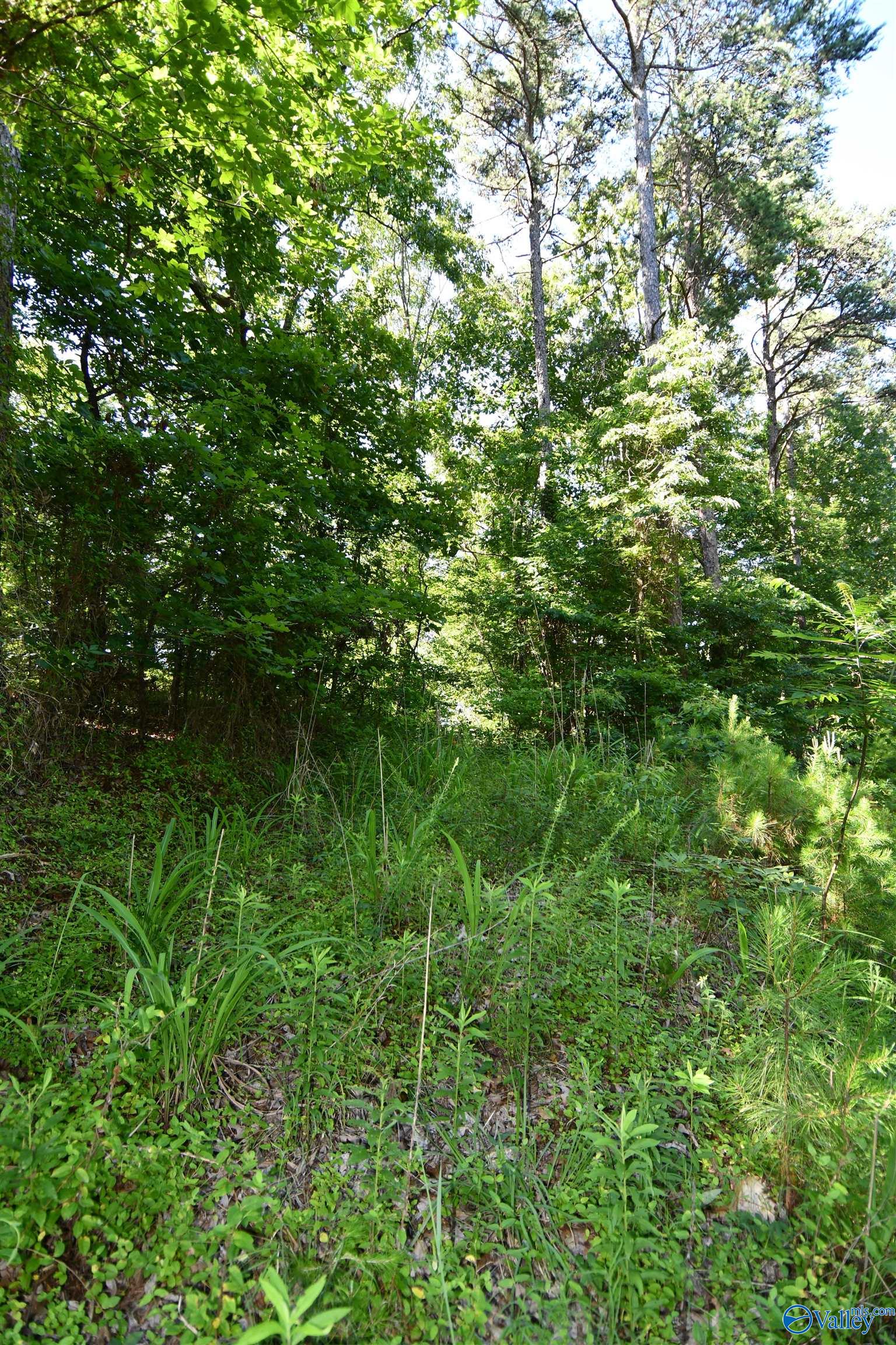 5.86 AC Scenic Highway, Gadsden, Alabama image 9