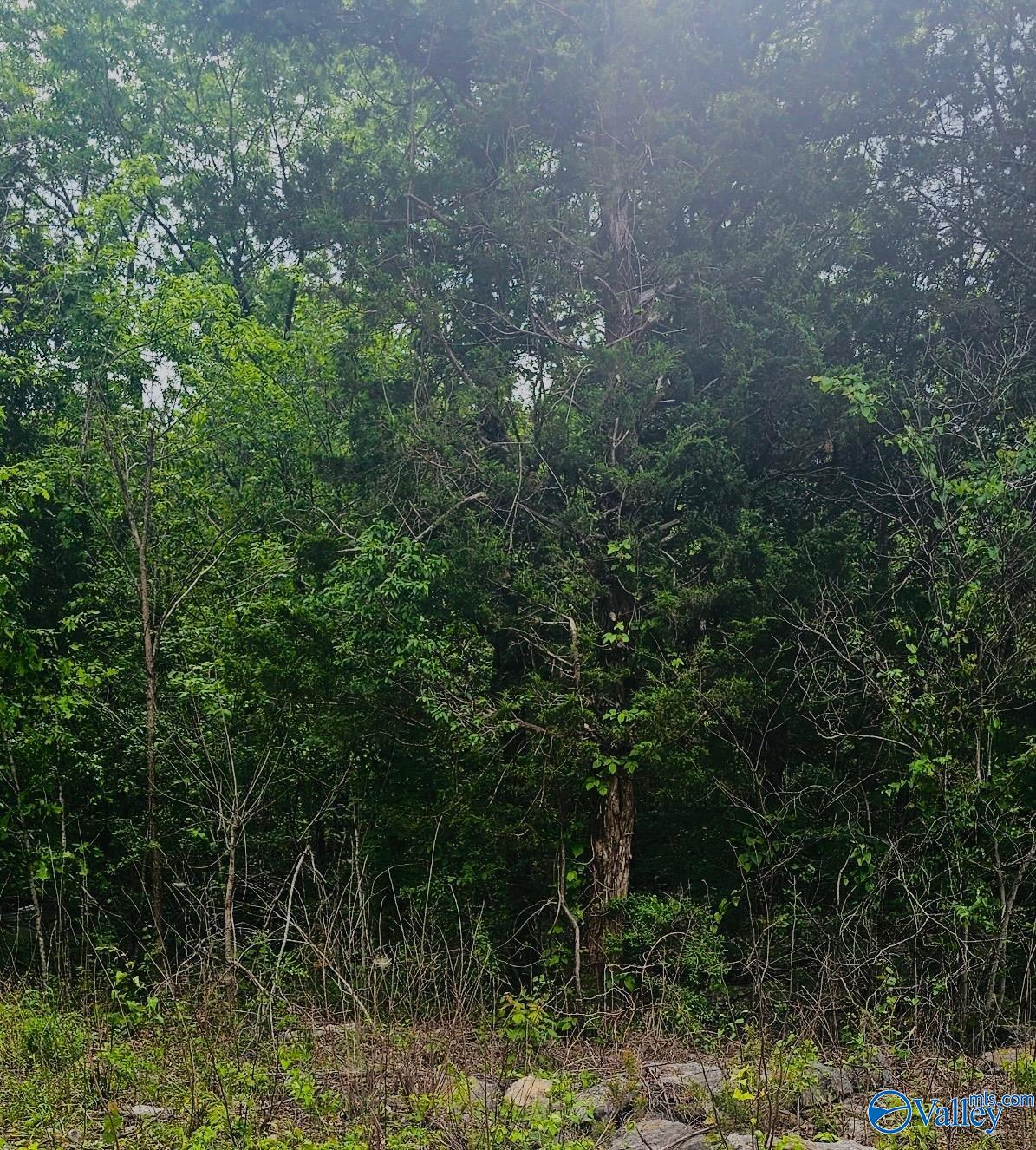 2.0 Acres County Road 84, Danville, Alabama image 1