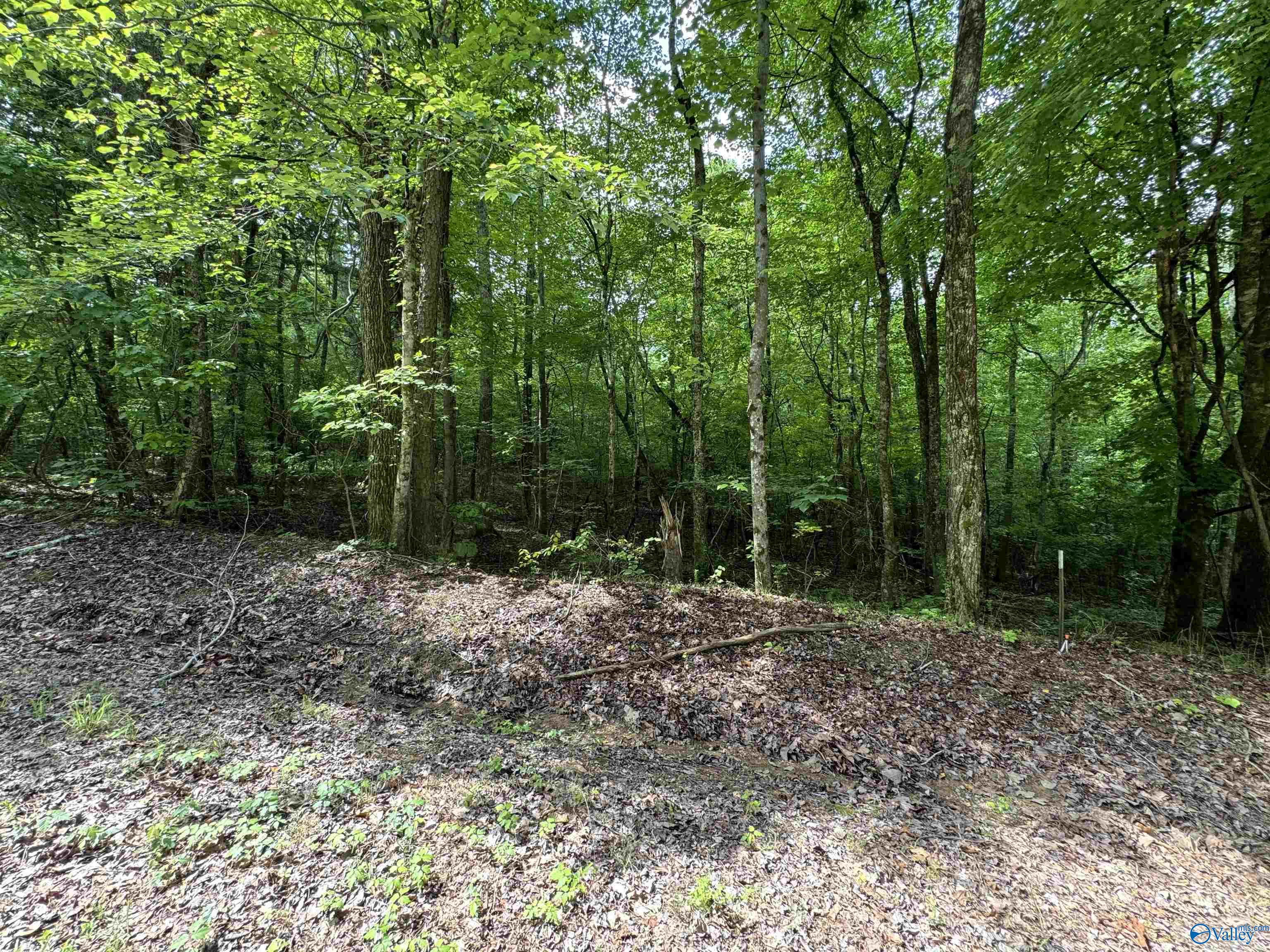 1.4 Acres Woodfern Drive, Scottsboro, Alabama image 6