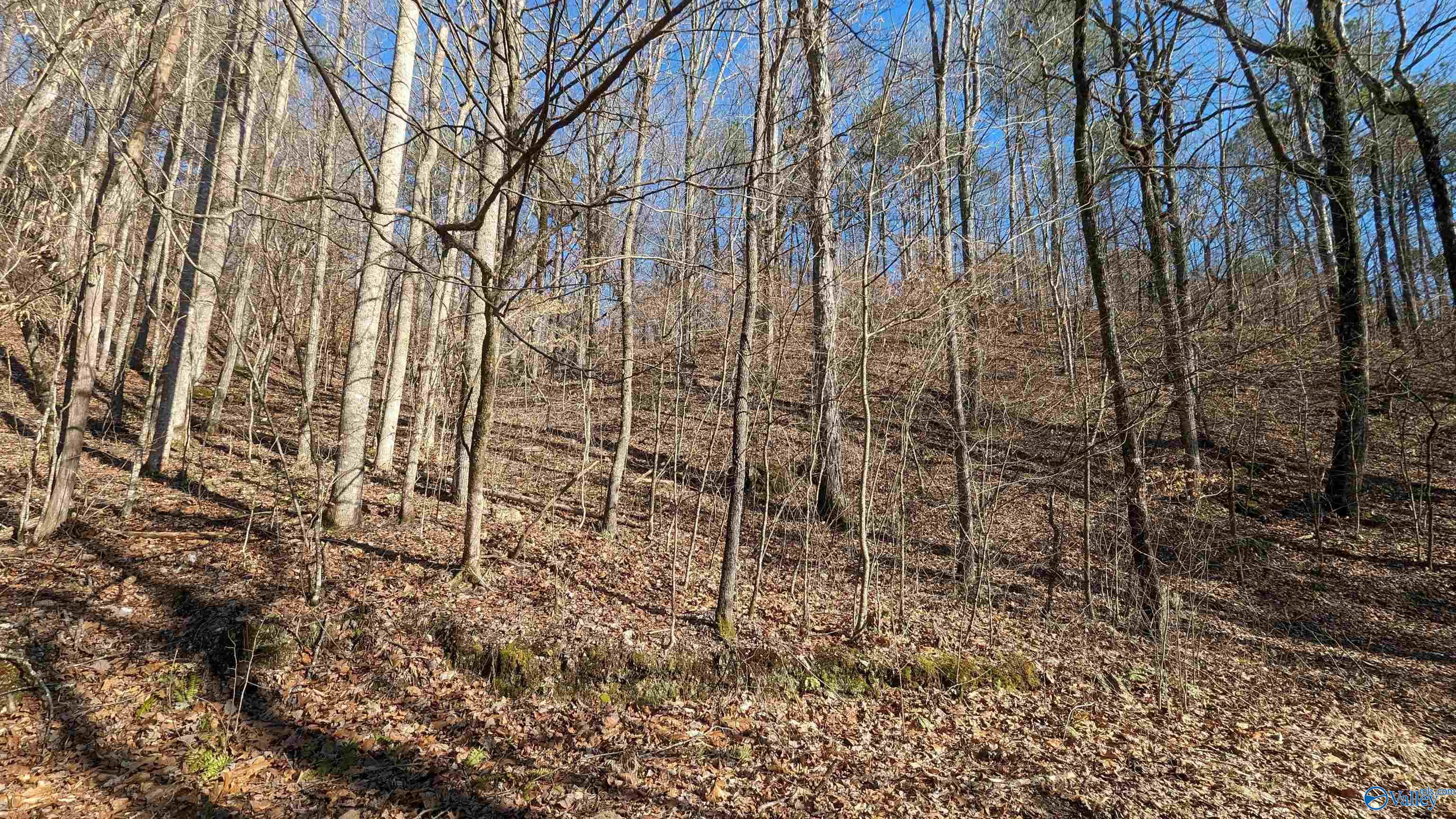 Lot 12 County Road 137, Cedar Bluff, Alabama image 3