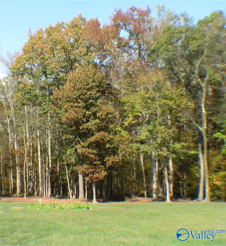 Lot 50 County Road 767, Cedar Bluff, Alabama image 4