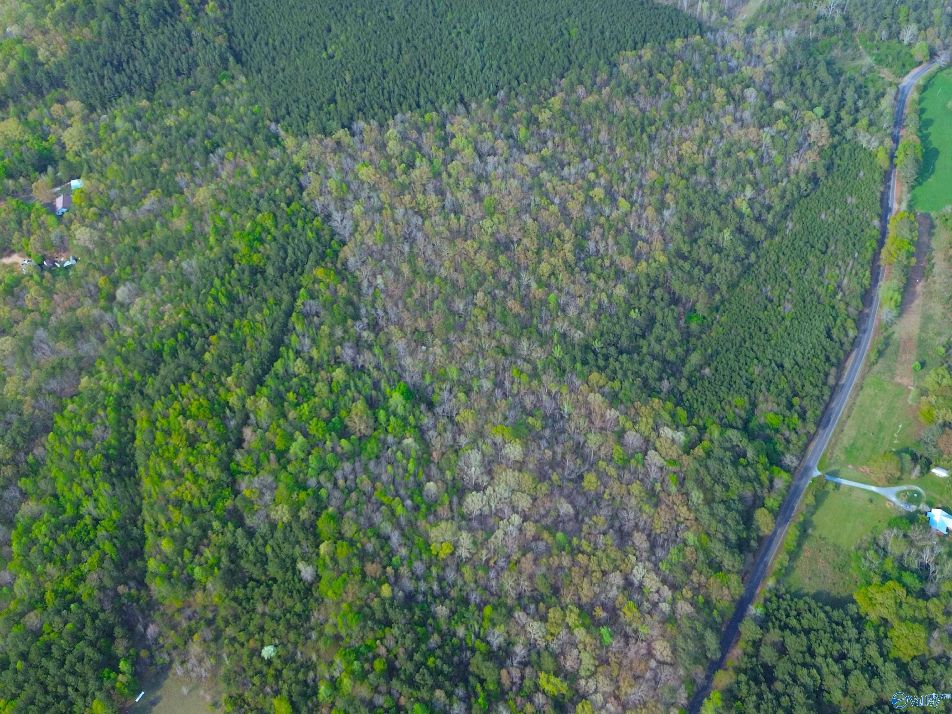 89 Acres County Road 8, Piedmont, Alabama image 5