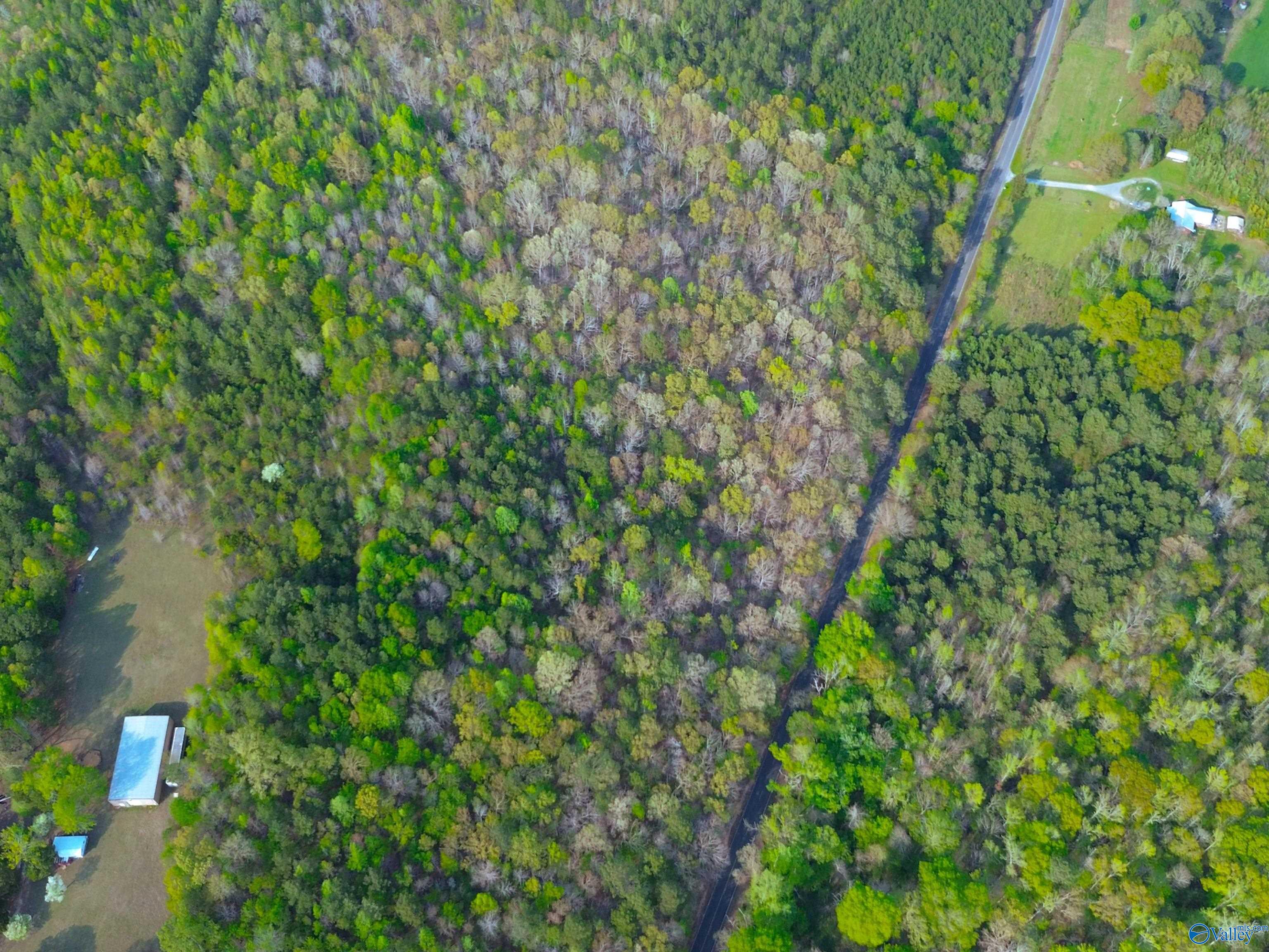 89 Acres County Road 8, Piedmont, Alabama image 7