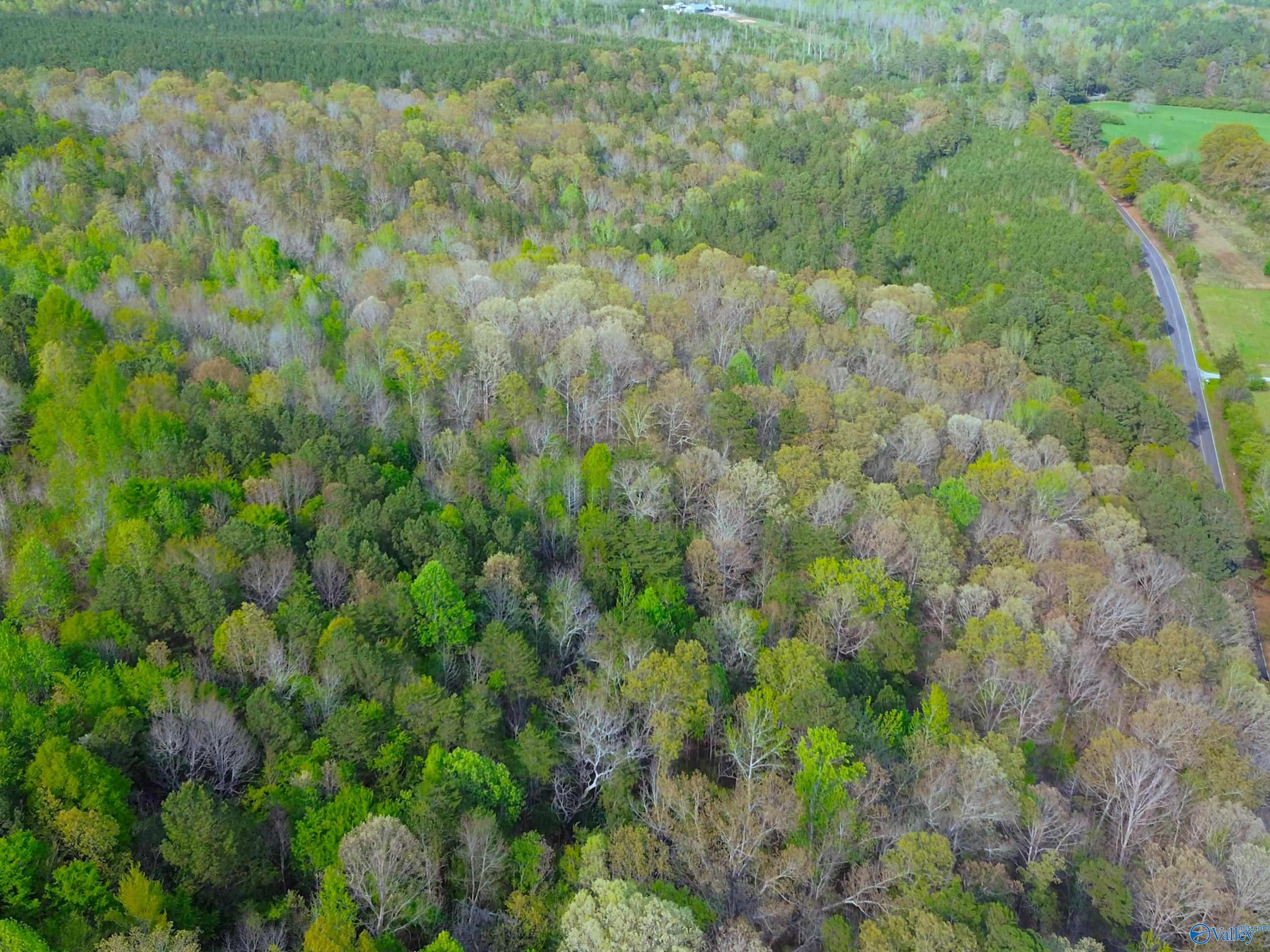 89 Acres County Road 8, Piedmont, Alabama image 11