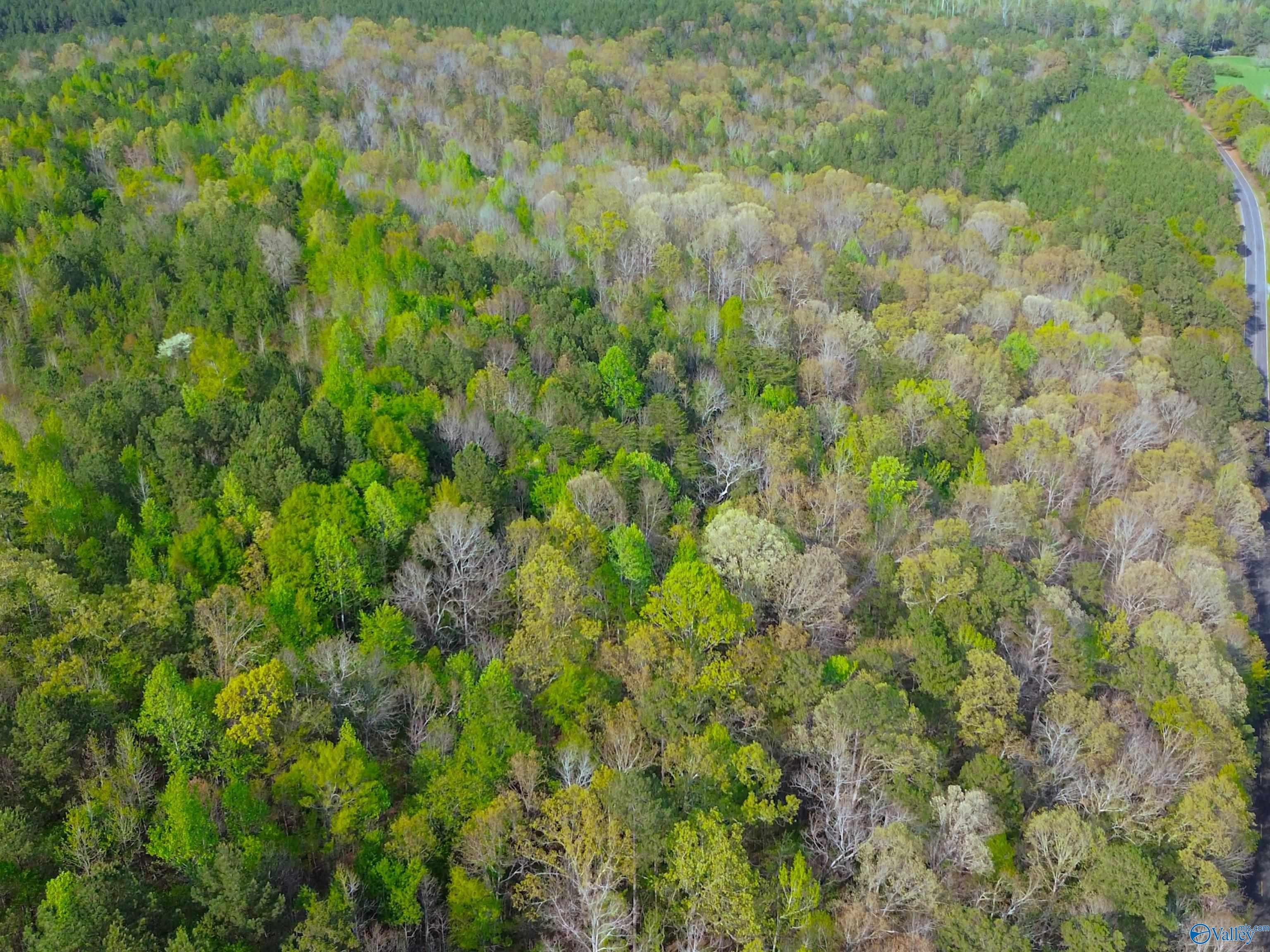 89 Acres County Road 8, Piedmont, Alabama image 10
