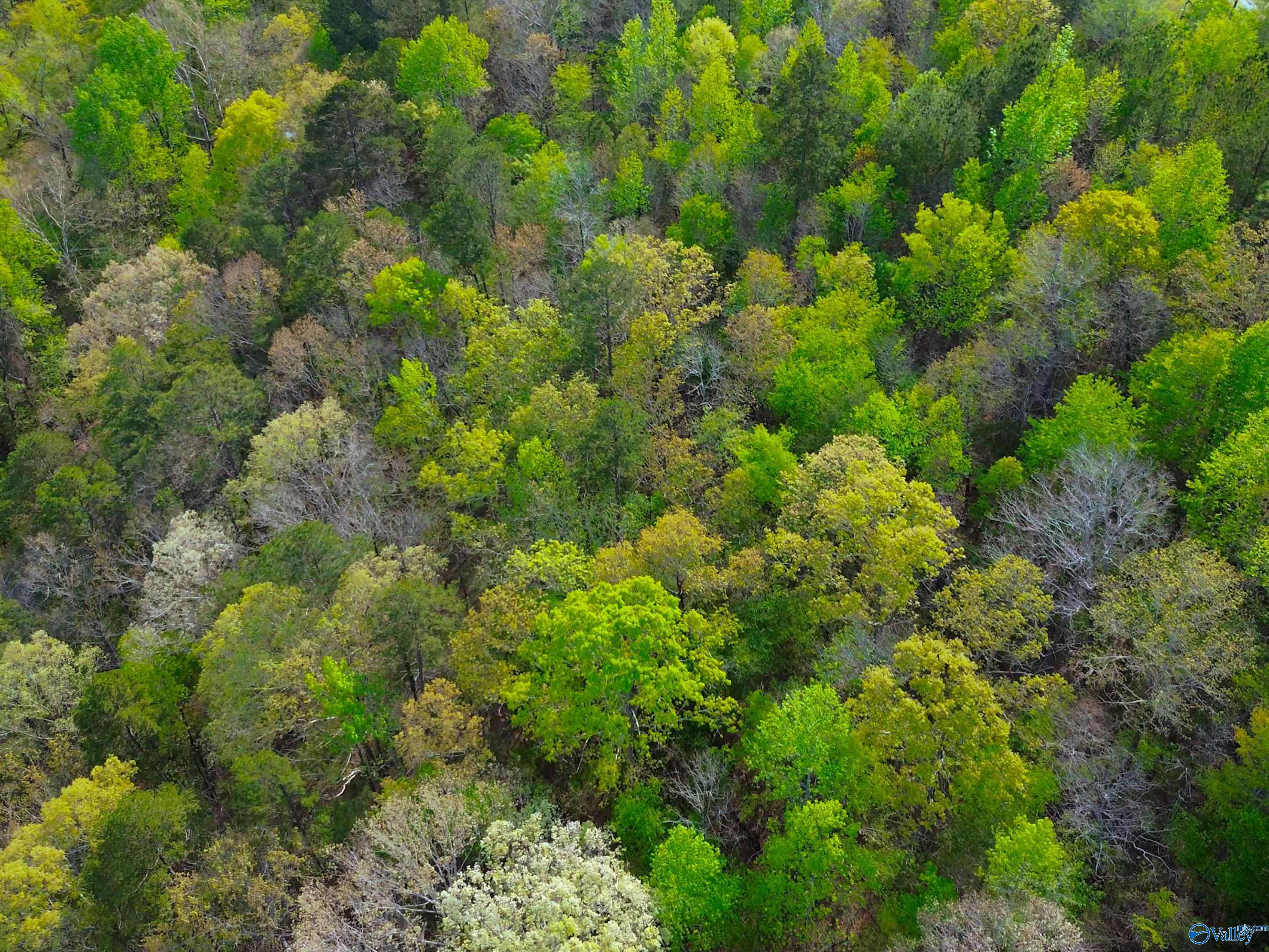 89 Acres County Road 8, Piedmont, Alabama image 12
