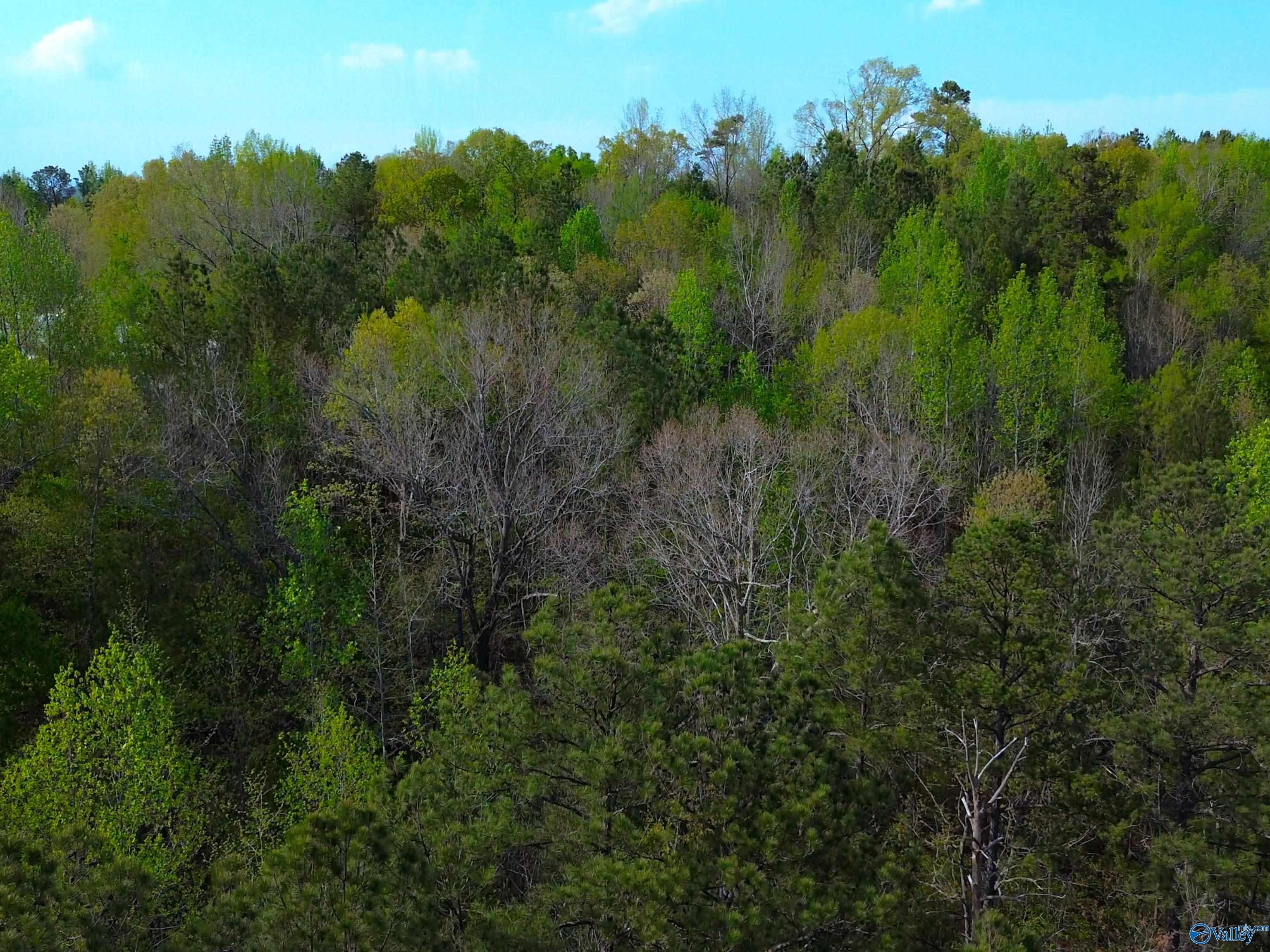 89 Acres County Road 8, Piedmont, Alabama image 13