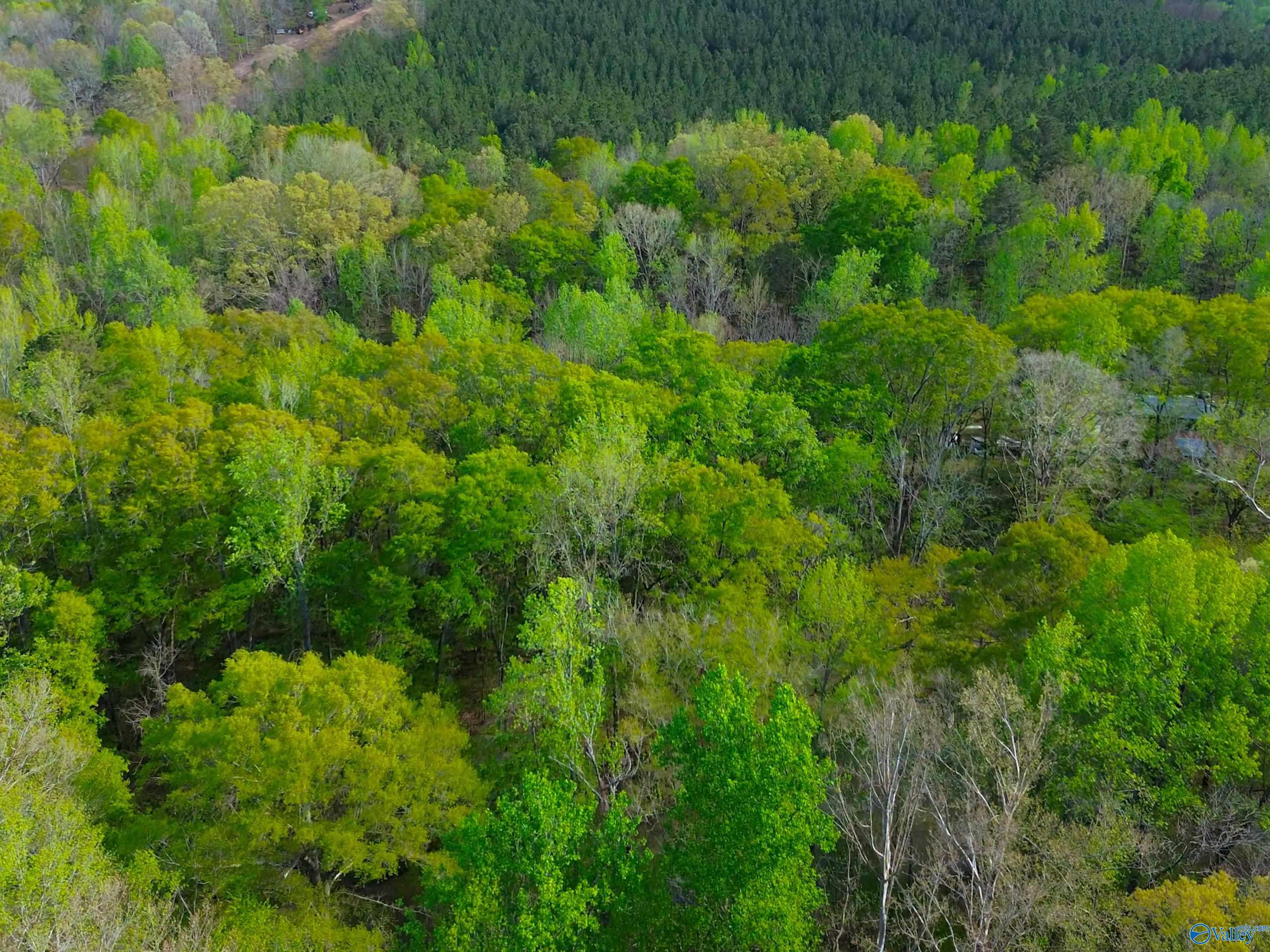 89 Acres County Road 8, Piedmont, Alabama image 8