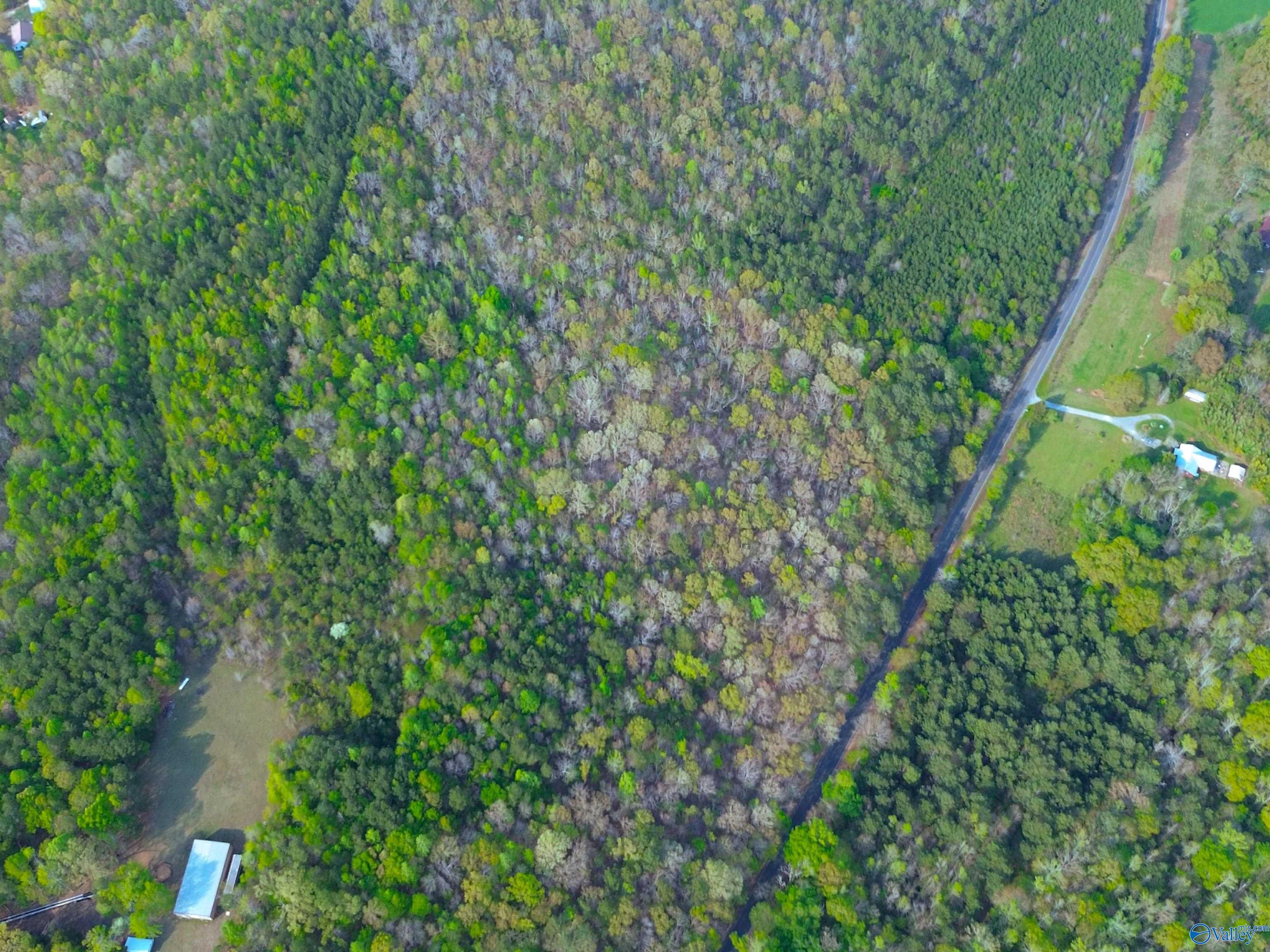 89 Acres County Road 8, Piedmont, Alabama image 4