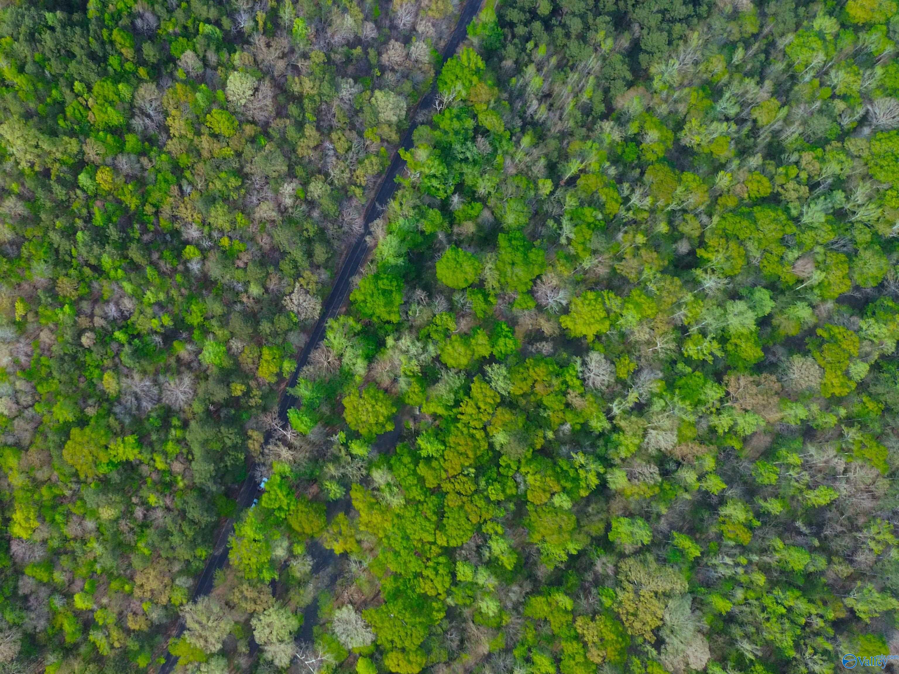 89 Acres County Road 8, Piedmont, Alabama image 6