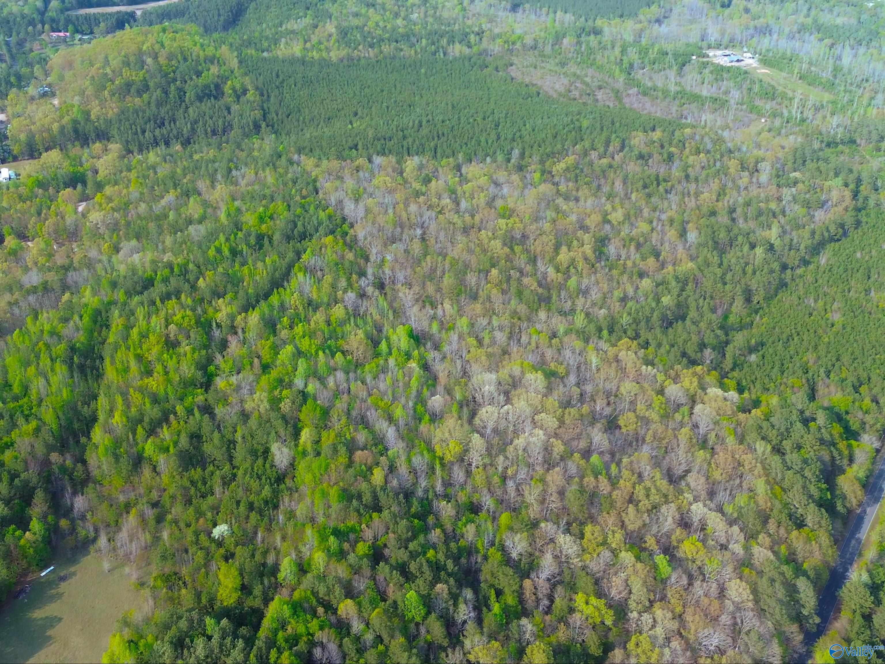 89 Acres County Road 8, Piedmont, Alabama image 1