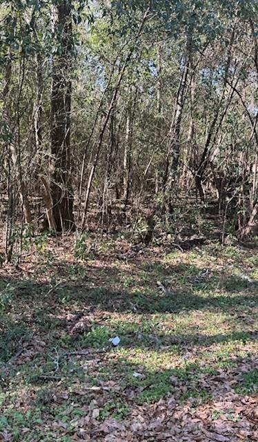 View of tree filled area