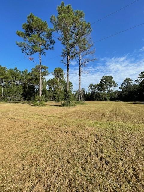 View of grassy yard