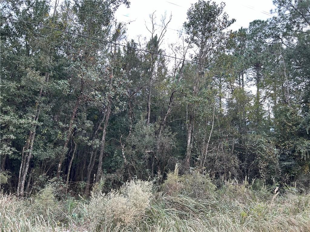 View of tree filled area