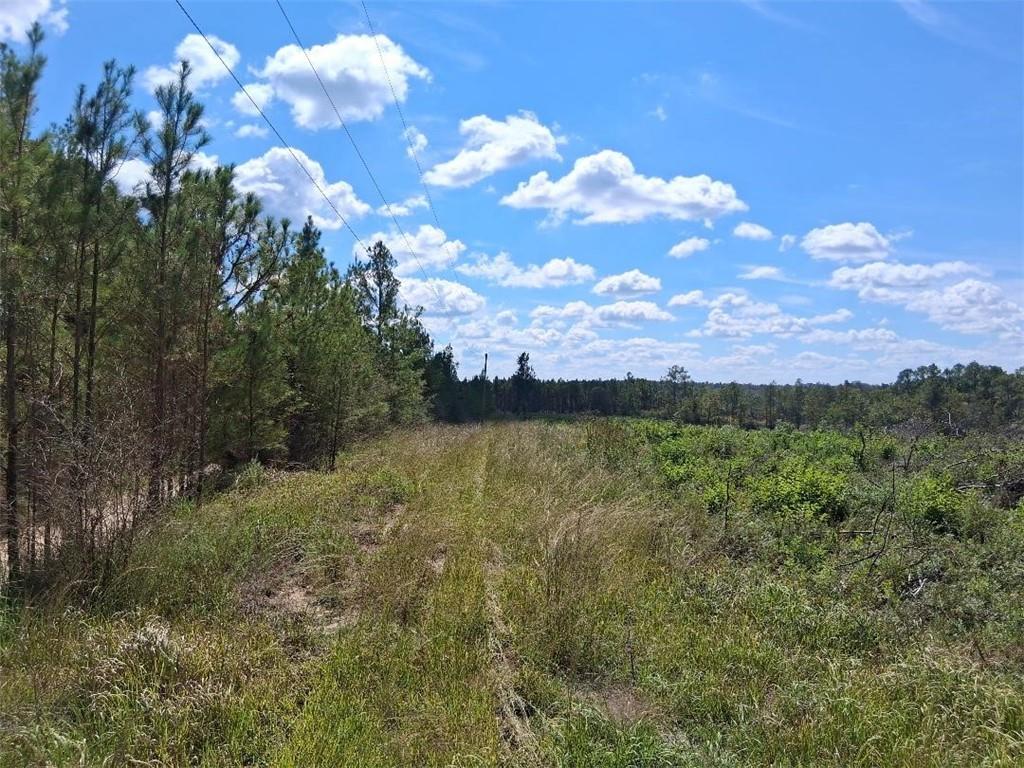 View of woods