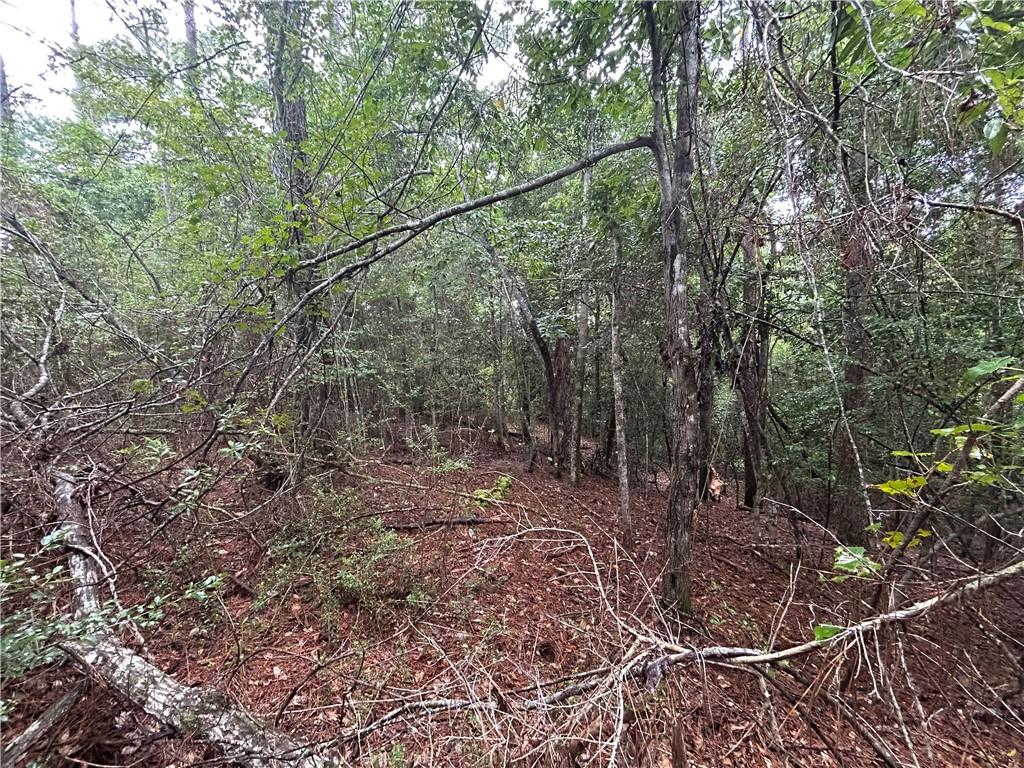 View of woods