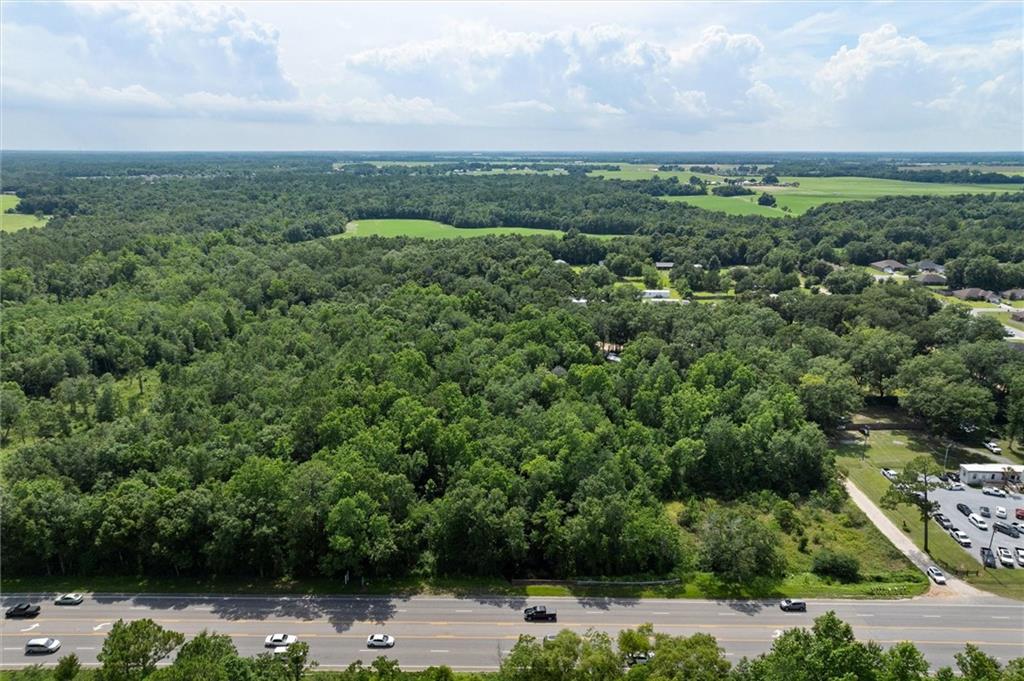 Bird's eye view of a forest