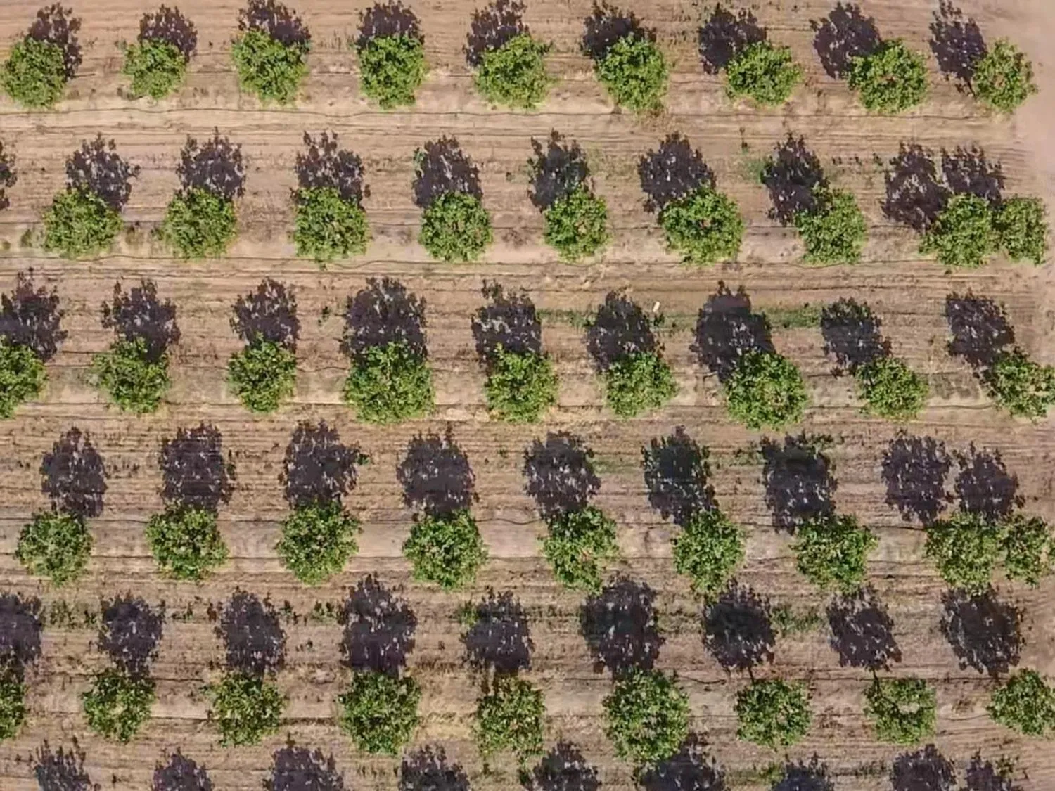 Le Grand, California 95333, United States, 4 Bedrooms Bedrooms, ,Residential,Active,104576