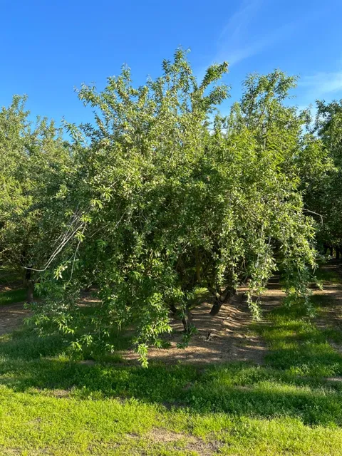 18116 Avenue 17 1\/2, Madera, CA 93637 - MLS#: 616810