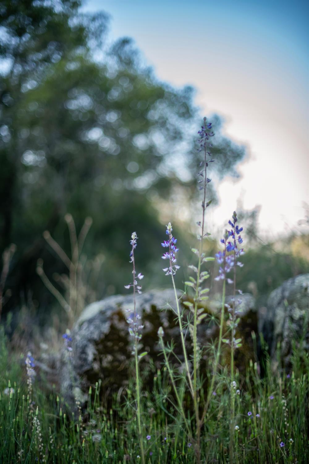 15 Pennyroyal - Photo 3