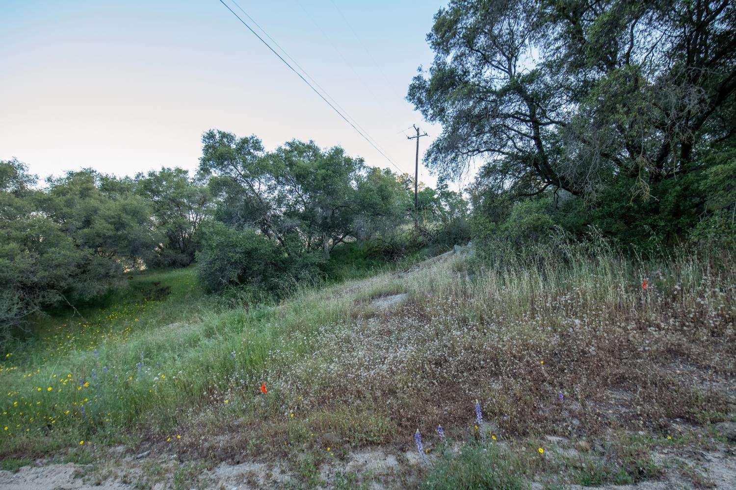 15 Pennyroyal - Photo 4