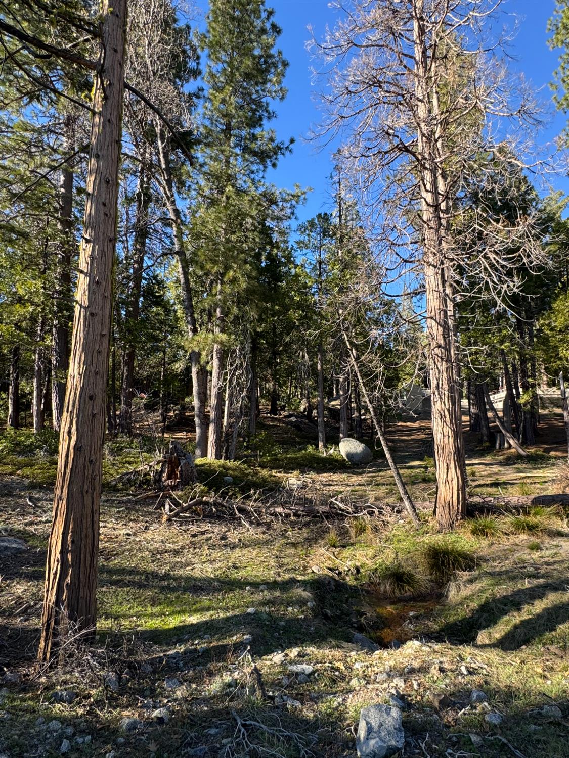 42521 Opal Lane - Photo 4