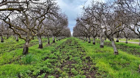 1 Road 38, Madera, CA 93636 - MLS#: 625463