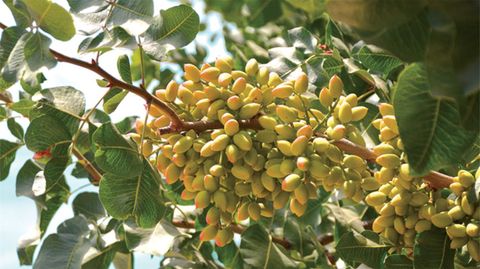 0 0 MOC: Oliveira Ranch Lemoore CA 93245