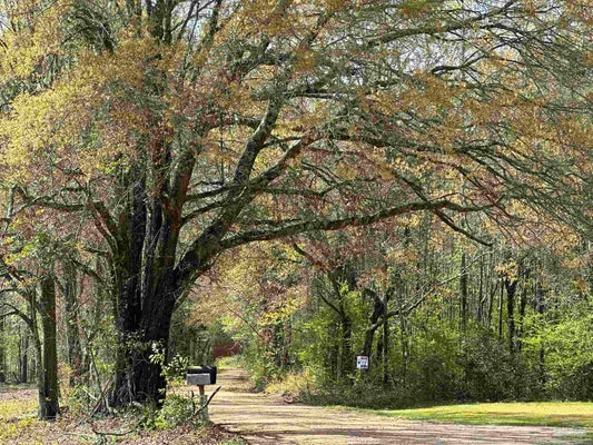 LETT RD, FRISCO CITY, AL 36445 - Image 6a7fde46f9e6d2faefdd7d848f613aeb/833953229