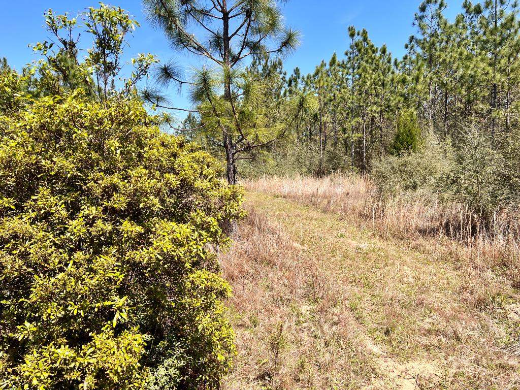 Photo 9 of 15 of Lot 33 Pine Preserve Ln land