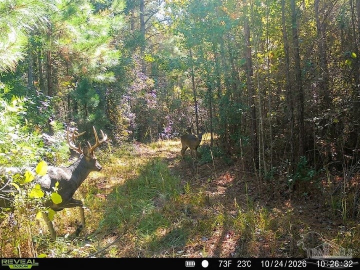 Photo 1 of 21 — 33.66 AC Snider Rd 33.66 AC, Frisco City, AL 36445