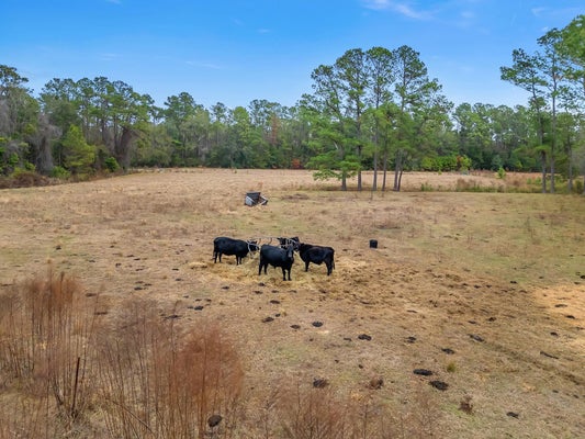 701 N BARBER HL, LAMONT, FL 32336 - Image 01dfd60e2b8980525dda79f0e53e5f1a/1226498326