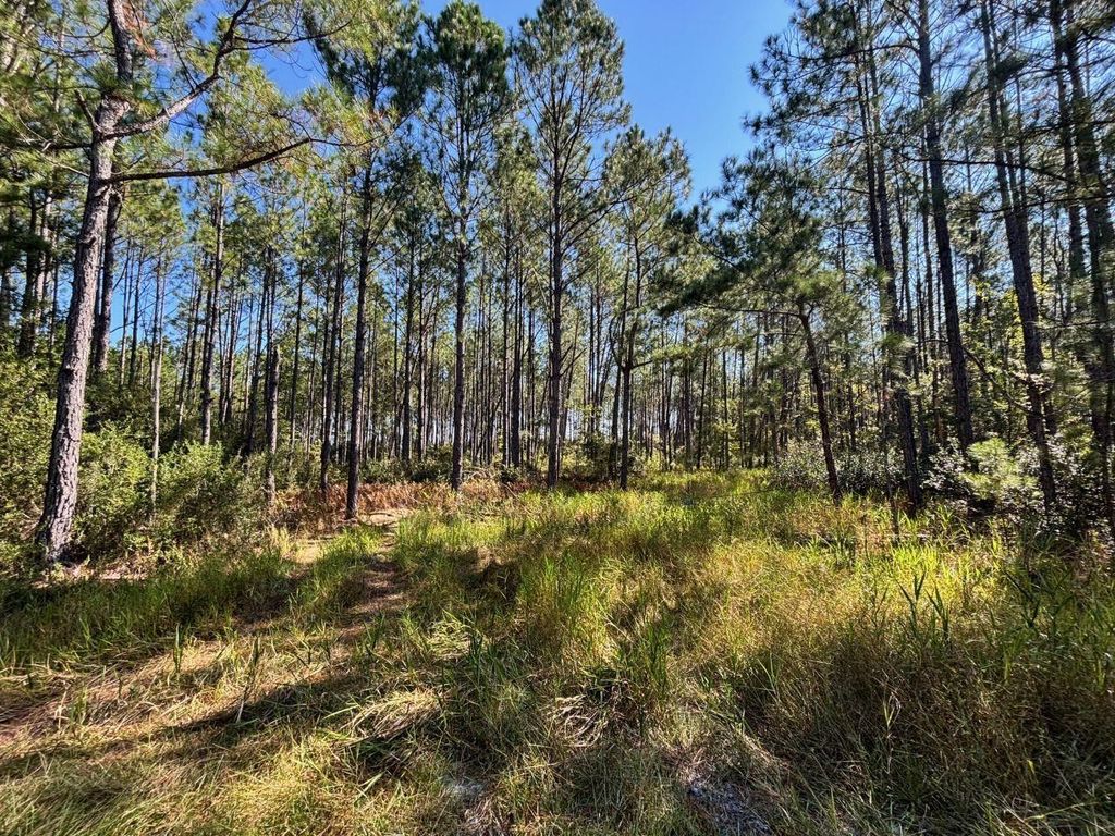 Photo of 1570 SW Wabasso Terrace, Greenville, FL 32331 (MLS # 391602)