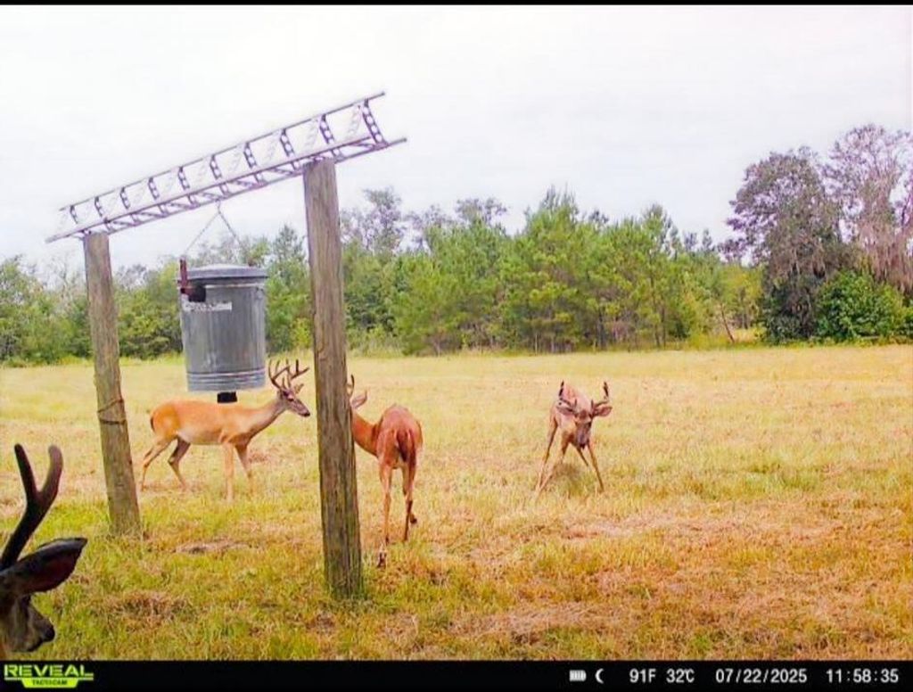 Photo of 5000 NW Little Cat Rd, Madison, FL 32340 (MLS # 393331)