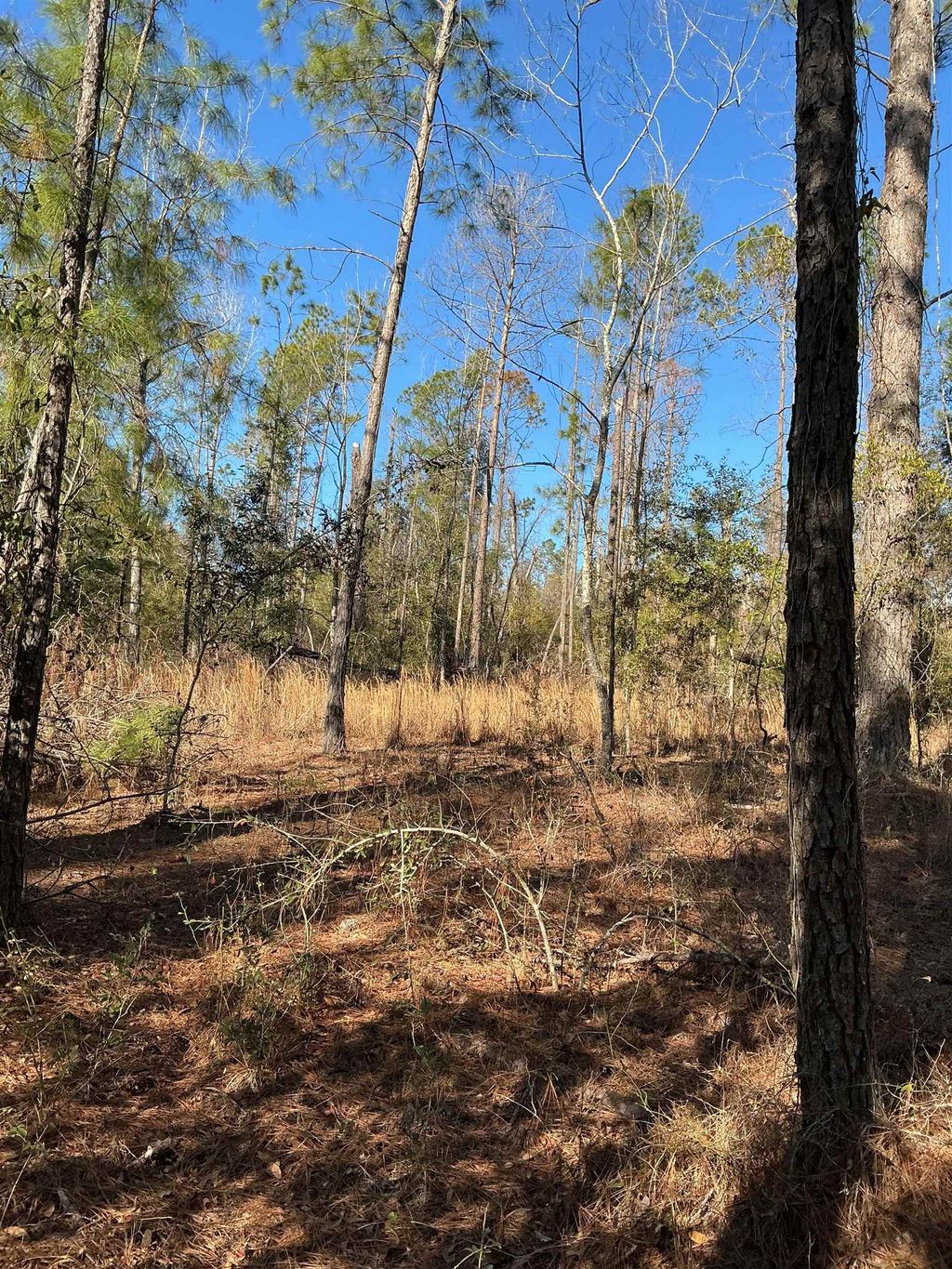 Photo of TBD NE Blue Ridge Landing, Lee, FL 32059 (MLS # 396445)