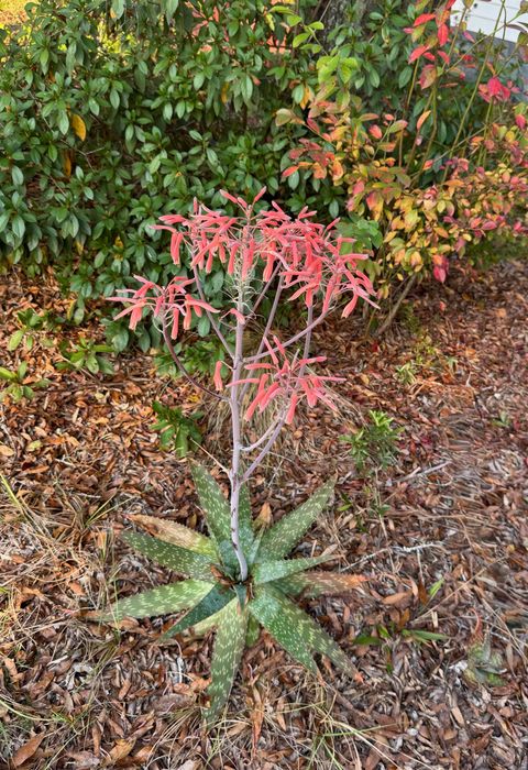 Tiny photo for 11023 Brigade Drive, Tallahassee, FL 32305 (MLS # 393616)