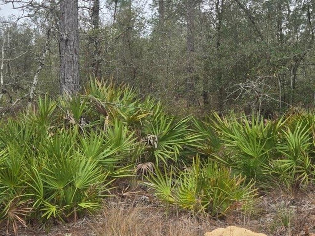 Photo of 0000 NW CR 274 Road, Altha, FL 32421 (MLS # 396717)