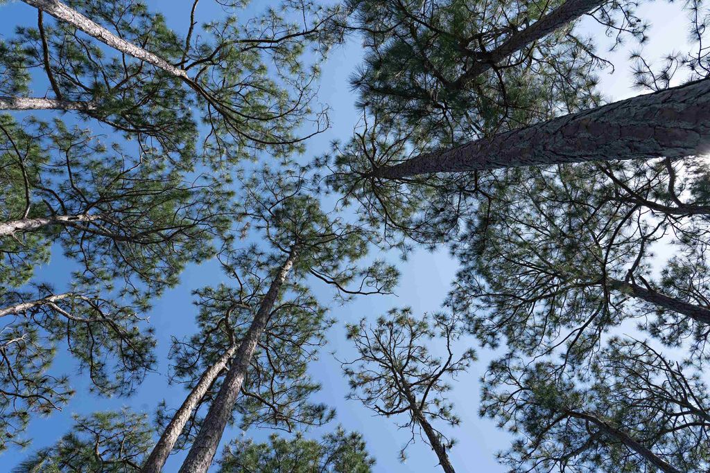 Photo of 3469 Firefly Circle #Lot 125 - West, St Teresa, FL 32358 (MLS # 392025)