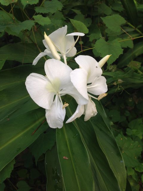 Tiny photo for 240 Sturgeon Drive, Tallahassee, FL 32312 (MLS # 392434)