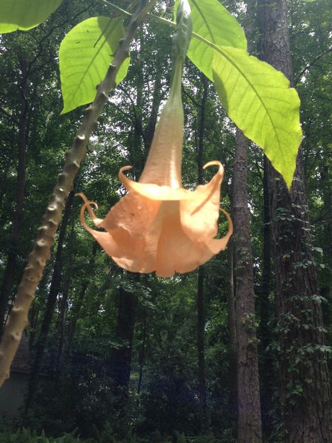 Tiny photo for 240 Sturgeon Drive, Tallahassee, FL 32312 (MLS # 392434)