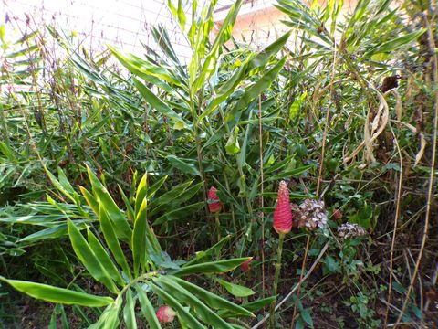 Tiny photo for 240 Sturgeon Drive, Tallahassee, FL 32312 (MLS # 392434)