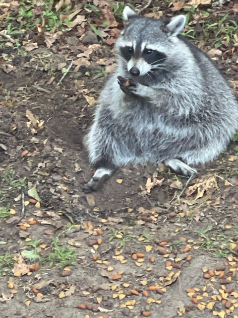 Tiny photo for 140 W Whetherbine Way, Tallahassee, FL 32301 (MLS # 393518)