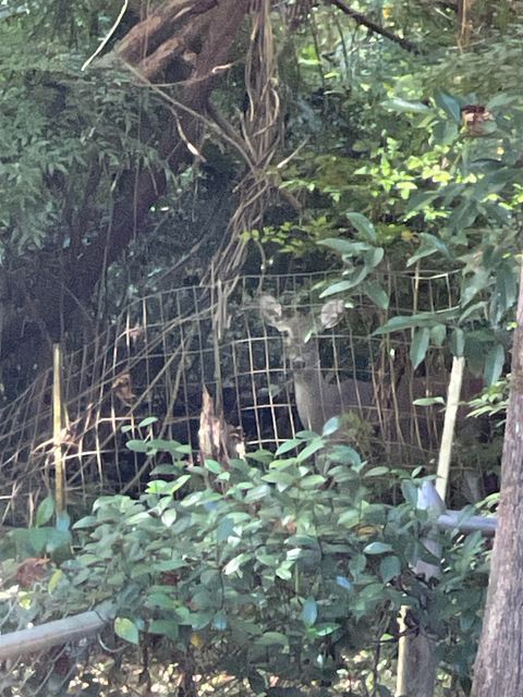 Tiny photo for 140 W Whetherbine Way, Tallahassee, FL 32301 (MLS # 393518)