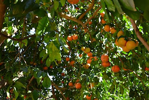 Tiny photo for 1101 Waverly Road, Tallahassee, FL 32312 (MLS # 391179)