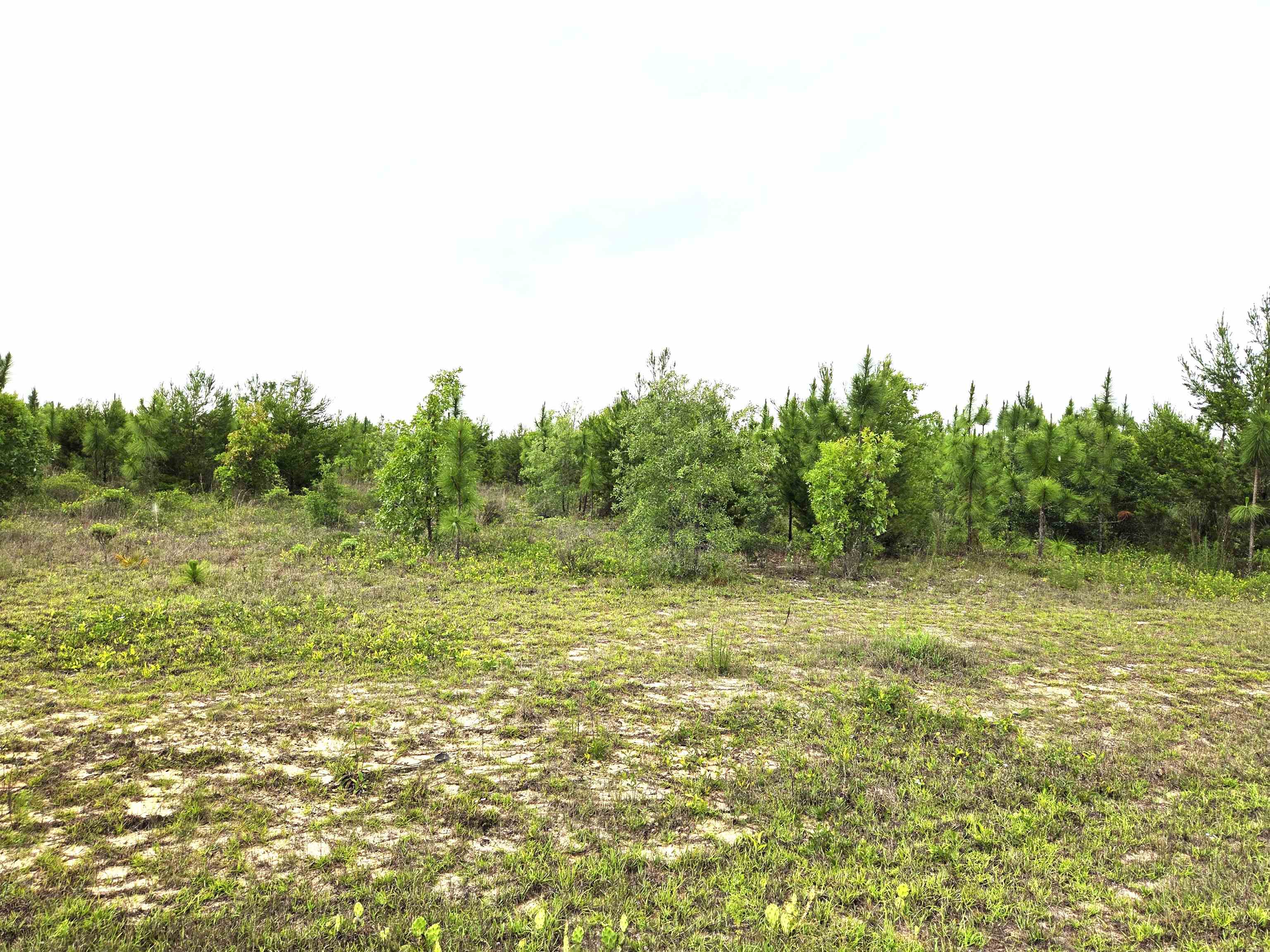 xxx NW Telogia Creek Estates W