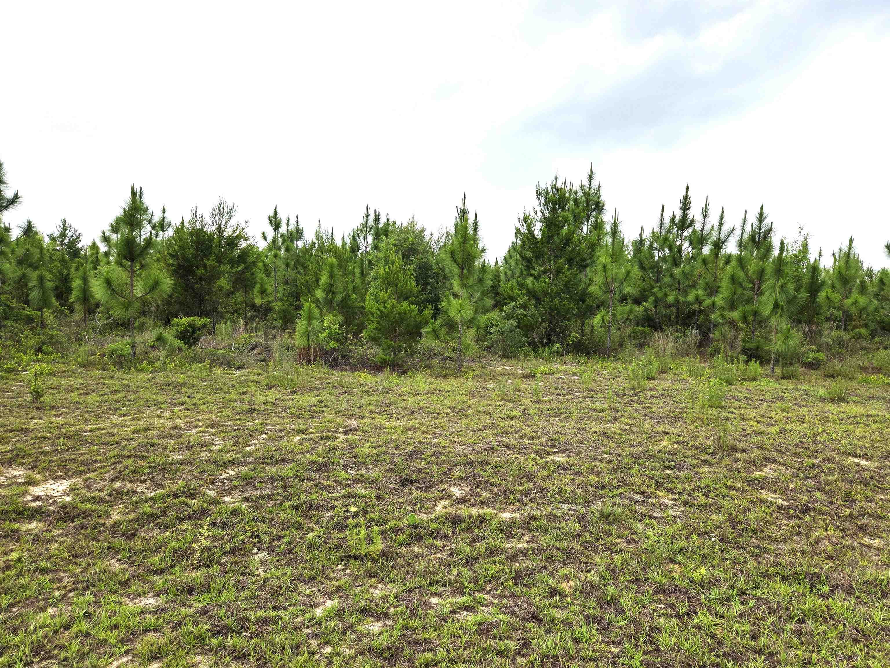xxx NW Telogia Creek Estates W