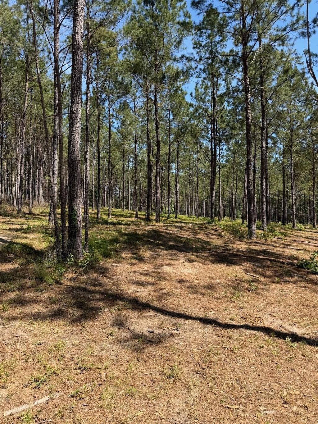 Photo of 12 Acres Collins Road, Cairo, GA 39828 (MLS # 398933)
