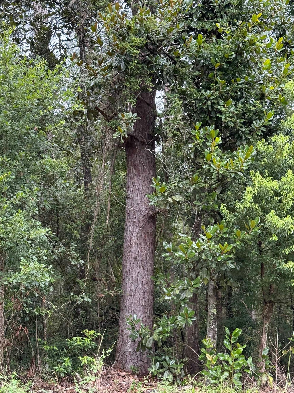 Photo of TBD SW Tram Road, Greenville, FL 32331 (MLS # 402774)