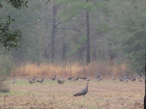 Tiny photo for 10300 McCracken Road, Tallahassee, FL 32309 (MLS # 391643)